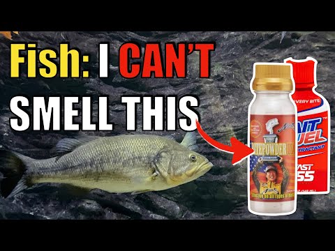 They Say It Attracts Fish, Truth is......