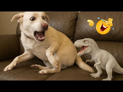 Crazy Funny Dogs That Will Make You Laugh Nonstop 🐶🤣