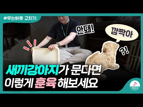 How to Train a Puppy to Stop Biting | Teaching Your 3-Month-Old Maltese to Say No (Part 2 of Home...