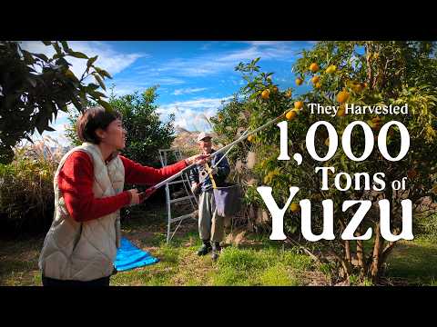 It’s Yuzu Harvest Season in Japan’s Most Famous Organic Yuzu Village