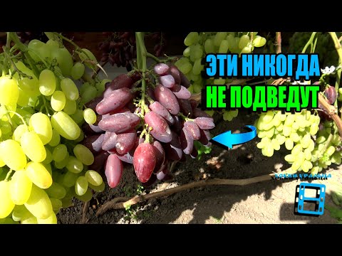 GRAPE VARIETIES ARE THE WORKHORSES OF OUR VINEYARD. NORTHERN VINEYARD 24-02