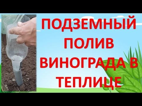 ПОДЗЕМНЫЙ ПОЛИВ ВИНОГРАДА В ТЕПЛИЦЕ. Как выращивать виноград в теплице.