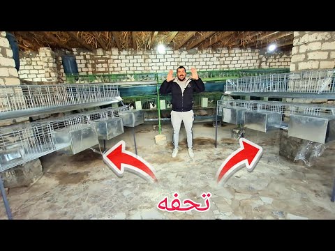 خلينا متفقين انك مش هتلاقي بطريات ارانب بلموصفات والجوده دي بلسعر الي هقولهولك دا