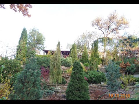 CONIFEROUS in my garden-part 6-review-October 2020