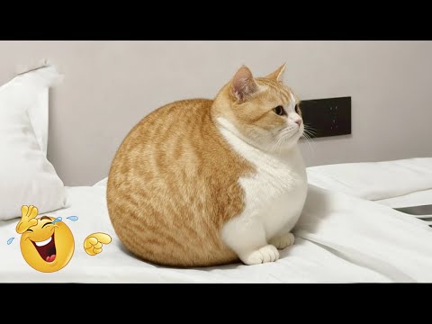 Cats 🐱 & Dogs 🐶 Fails #2 | Funniest Compilation 2026