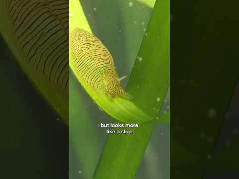 The Sea Hare Looks Like a Slice of Zebra-Striped Jello | #DeepLook #Shorts