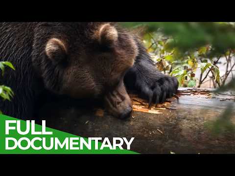 Brown Bears: Berserkers of the Mountains | Wild Italy | Episode 2 | Free Documentary Nature