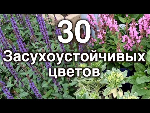 Drought-tolerant flowers. 30 low-maintenance perennials for the garden.