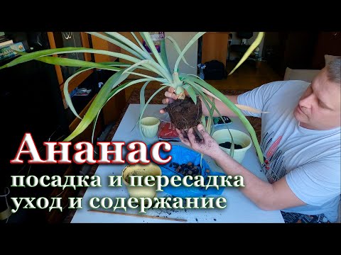 Как посадить ананас. Пересадка ананаса. Климат для выращивания ананасов. Полив и подкормка ананасов.