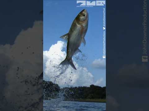 Flying Carp
