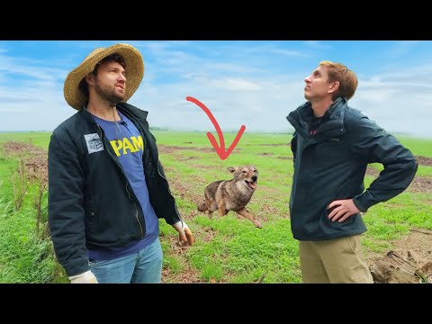 farmers vs wild animals