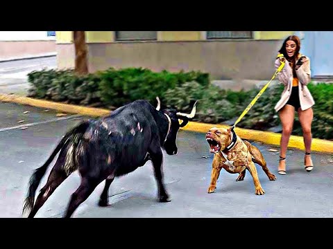 Heldenhafte Tiere, Die Gefilmt Wurden! Tiere Helfen Menschen!