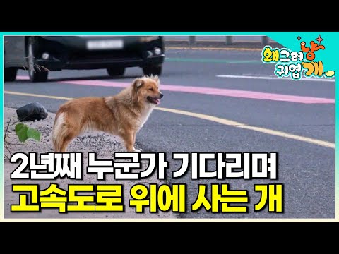 "There Was a Box" A Dog Stuck on a Dangerous Highway for Two Years | #WhyYouAreSoCute