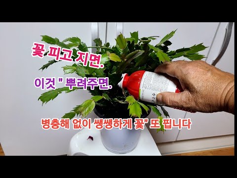 '게발 선인장' 꽃이 피고 졌을때, 이것 뿌려주면 병충해 없이 생생하게 꽃이 또 핍니다!!