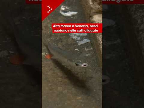 Alta marea a Venezia, pesci nuotano nelle calli allagate
