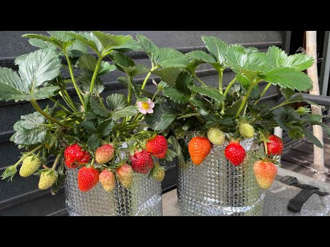 土は必要ありません！ペットボトルでもイチゴがたくさん育ちます！ | How to grow strawberries in plastic bottles without using soil