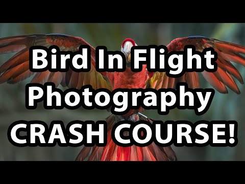 Bird In Flight Photography - Crash Course!