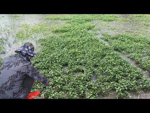 Rainy season in my hometown is relaxing and reduces stress ASMR