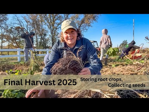 Final Harvest 2025, Storing Root Crops, Collecting Seeds!