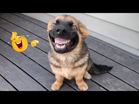 I Can’t Believe These Dogs Are Still This Funny 😂 Best Funny Dog Videos of 2026 🐶