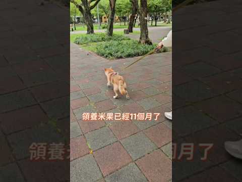 柴犬米果竟然是過敏兒🦊#柴犬 #shibainu #doglife #dog #cutedog #shiba #米果出任務 #狗狗過敏 #塵蟎過敏 #米飯過敏 #狗過敏原檢測 #狗 #shorts