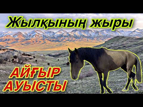 Жылқының ЖЫРЫ. Кер айғыр үйірді тартып алды.