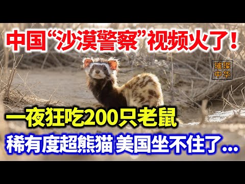 中国“沙漠警察”视频火了！一夜狂吃200只老鼠！稀有度超熊猫 美国坐不住了...#璀璨中华 #中国新闻 #奇闻异事 #最新消息 #野生動物 #可爱