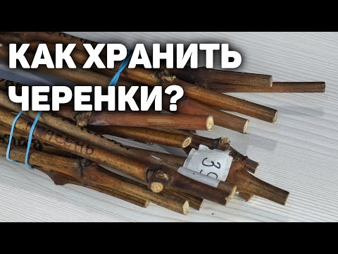 Как сохранить черенки винограда до весны?