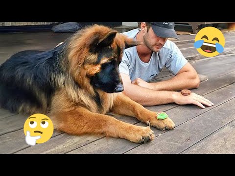 I dare you not to LAUGH at these FUNNY DOGS 😁🦮 - Best Funny Animals Videos 2025 #165