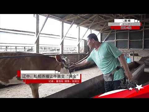 黑土地 20250919：遼中：蚯蚓養殖讓牛糞變「黃金」