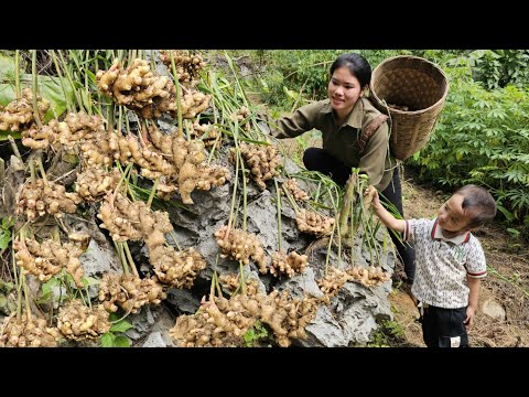 Harvesting Giant Ginger to Sell at The Market - Delicious Ginger Fried Chicken to Eat With My Son.