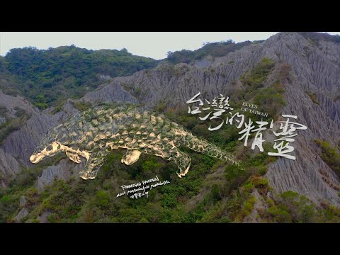 《地球的孤兒：台灣的精靈》台灣穿山甲：全球穿山甲的最後希望