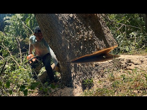 Need Skill... Cut down 2 trees slanted in the river.