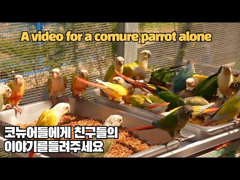 코뉴어앵무새들을 위한 밀웜 에그푸드 먹는 영상  for conure video #conureparrotsound #parrotsound #parrots  #대구앵무새농장