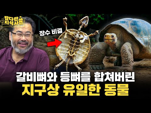 거북이가 뒤집히면 큰 일 나는 이유 🐢 천산갑과 아르마딜로 등껍질의 비밀