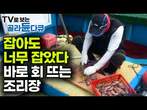 이맛에 배 탄다. 생선 쌓아두고 회 썰기 시작하는 조리장ㅣ용왕신이 도운 조업 만찬 날ㅣ극한직업│#골라듄다큐