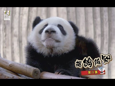 整个脑袋都很炸！｜据鸽所知8