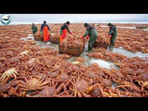 The King Crab Invasion: How A Million-Dollar Monster Is Taking Over the North | Fishing Documentary