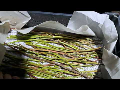 We propagate blackberries using stem cuttings in perlite.