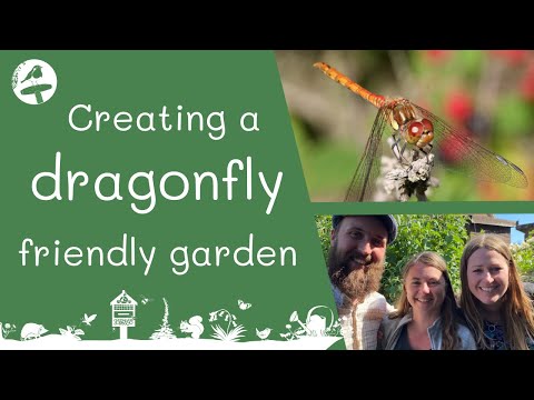 How to create a dragonfly friendly garden