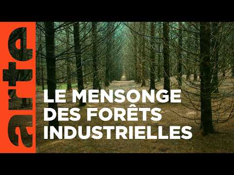Planter à tout prix - Des arbres pour sauver la planète ? | Documentaire | ARTE