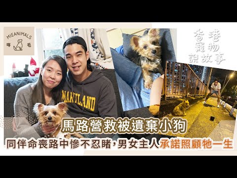 馬路營救被遺棄小狗，同伴命喪路中慘不忍睹，男女主人承諾照顧牠一生