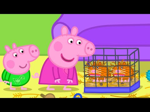 Getting Guinea Pigs | Best of Peppa Pig | Cartoons for Children