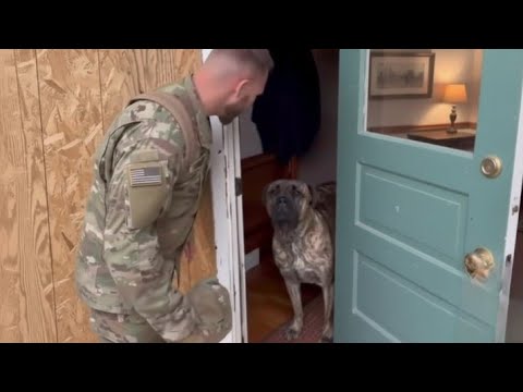 Cats and Dogs: The Unconditional Love Edition (Soldiers Coming Home❤️)