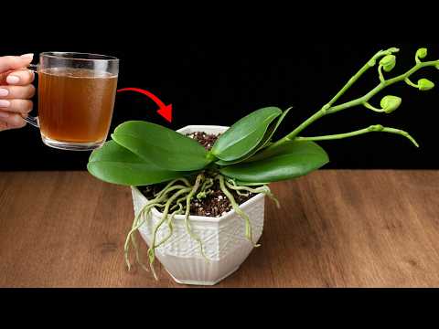1 Cup a Week? Here’s What Really Happened to My Orchid Roots