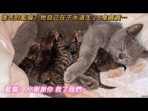 誰丟的藍貓😭？坚强的牠在下水道生了5隻寶寶🐾…藍貓🐱：人 謝謝你救了我們❤️…#cat #cute #catvideos #cutecat #流浪貓