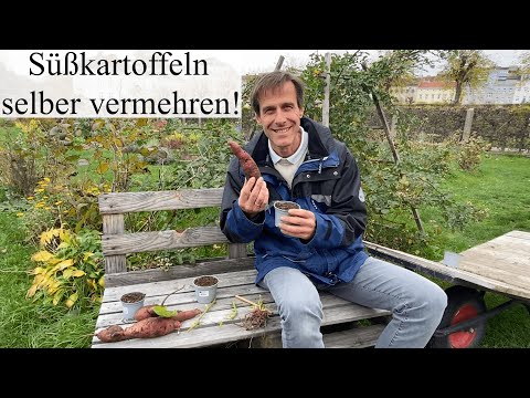 4 Methoden zur Süßkartoffel-Vermehrung 🌱🌱🌱