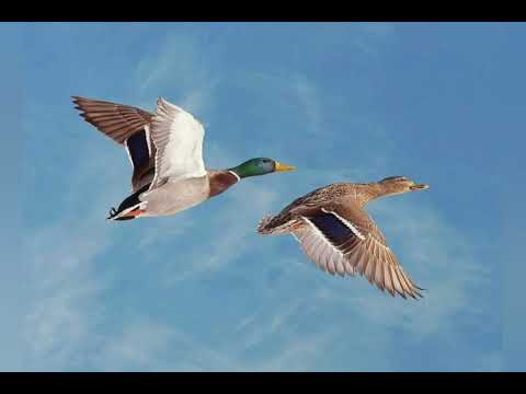 Перелетные птицы осенью для детей