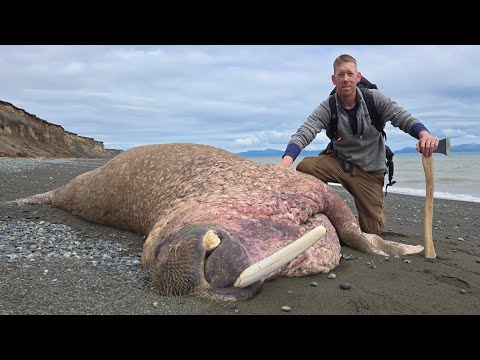 Camping Alone in Alaska, Hunting for Walrus Ivory & Trolling for Bears