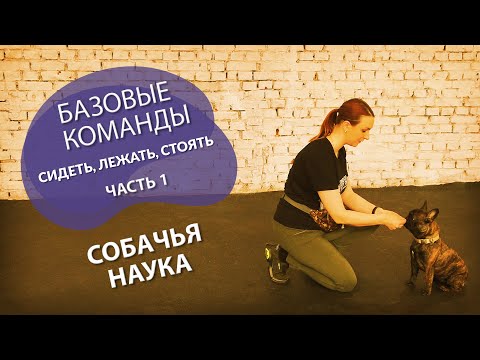 Puppy training: where to start? Teaching basic commands like sit, lie down, and stay. Part 1.